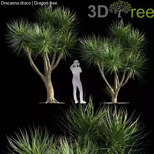 Dracaena draco - Dragon tree 03 3D model
