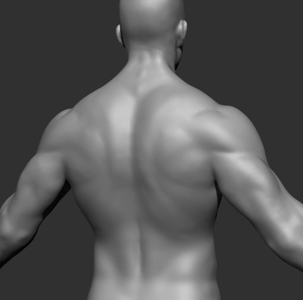 Human Anatomy Base Sculpture High Poly 3D Model 3D model_5