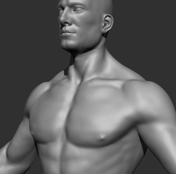 Human Anatomy Base Sculpture High Poly 3D Model 3D model_16