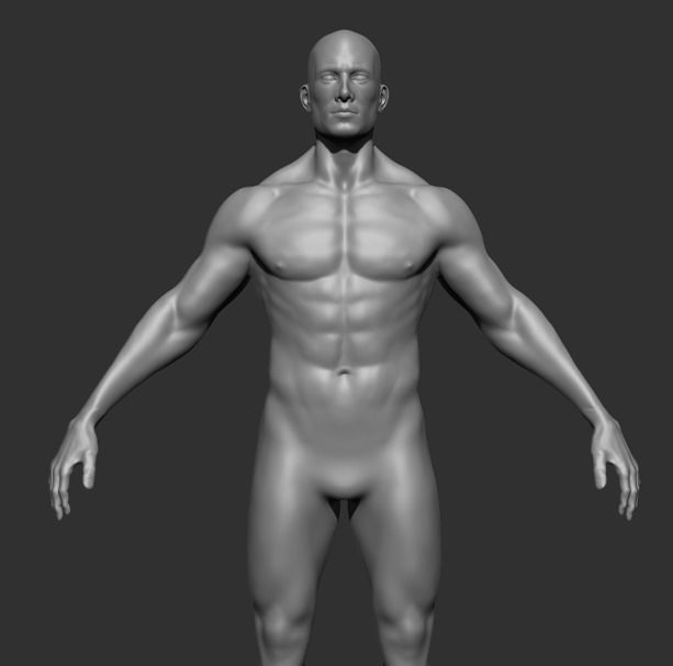 Human Anatomy Base Sculpture High Poly 3D Model 3D model_2