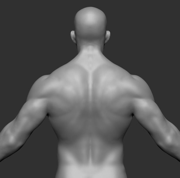 Human Anatomy Base Sculpture High Poly 3D Model 3D model_17