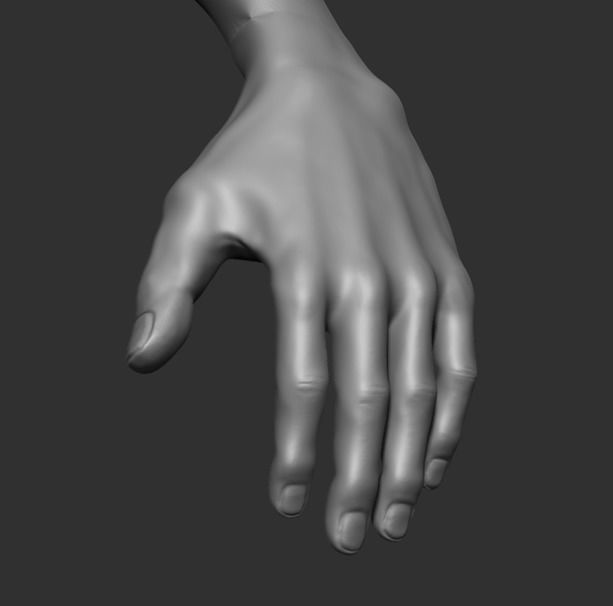 Human Anatomy Base Sculpture High Poly 3D Model 3D model_4