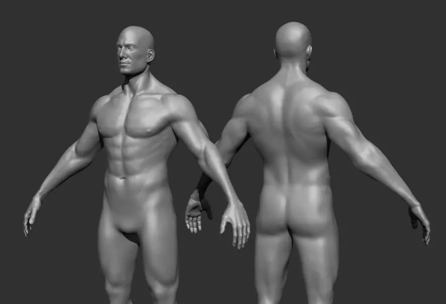 Human Anatomy Base Sculpture High Poly 3D Model 3D model_0