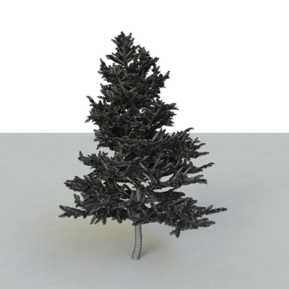 spruce tree 2 3D model_51