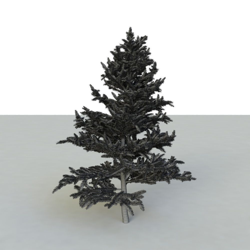 spruce tree 2 3D model_82