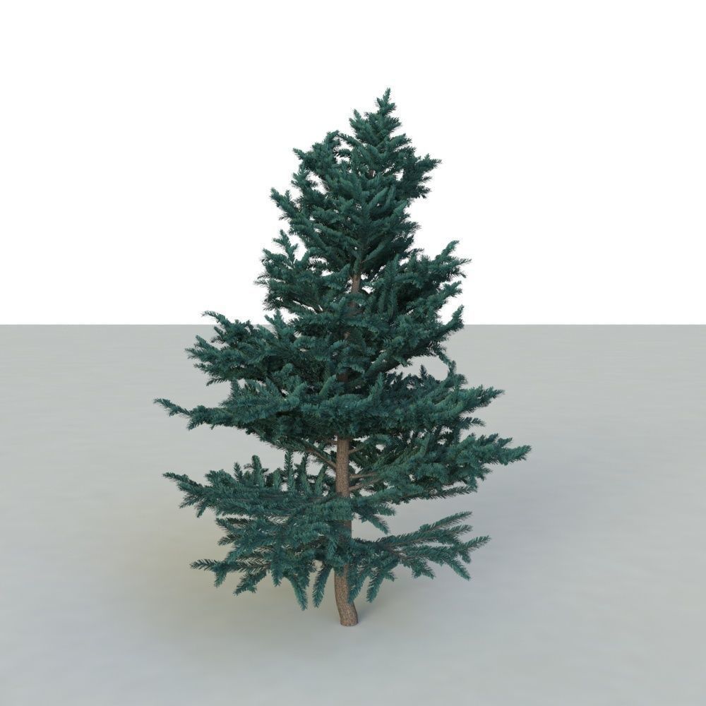 spruce tree 2 3D model_27