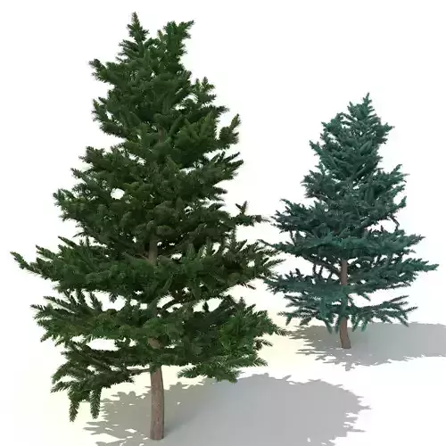 spruce tree 2 3D model