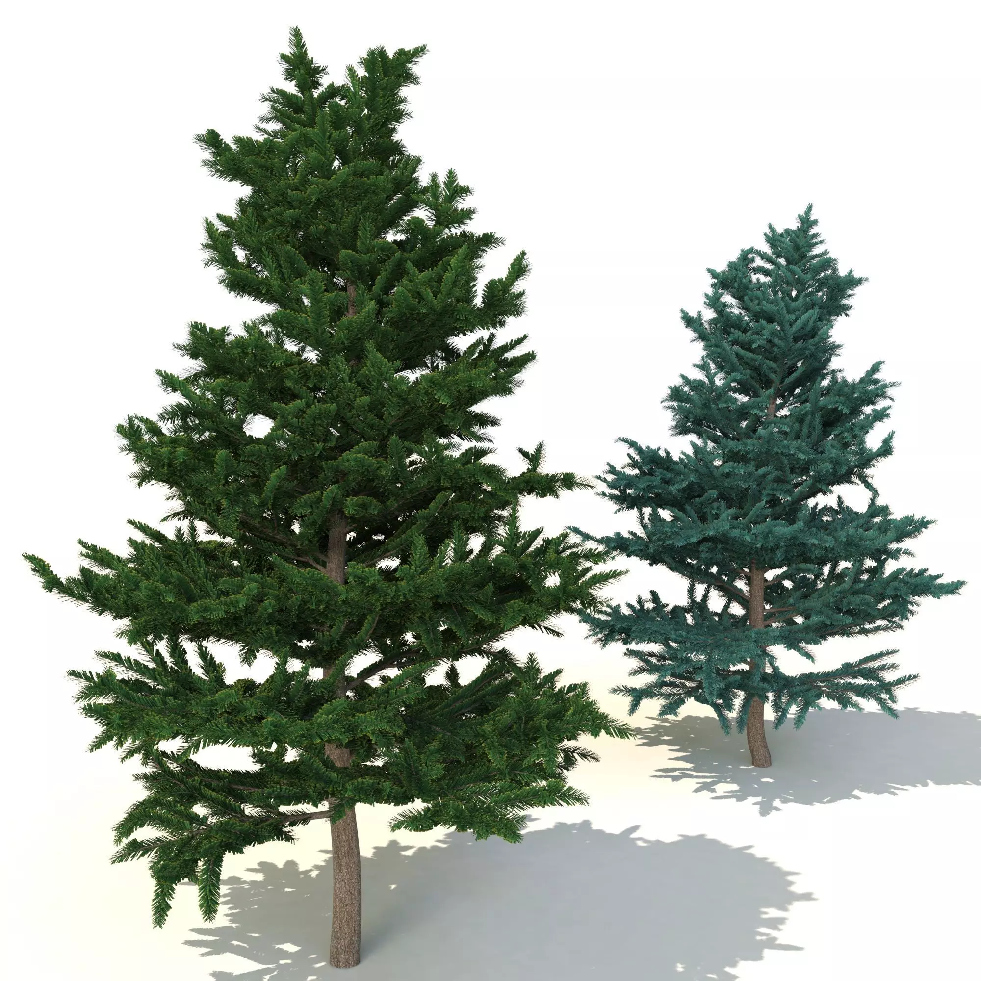 spruce tree 2 3D model_0