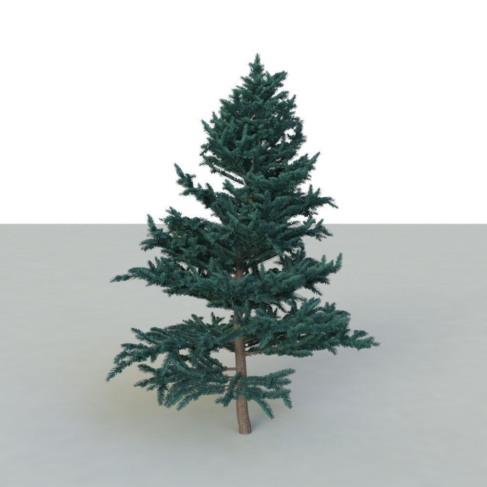 spruce tree 2 3D model_33