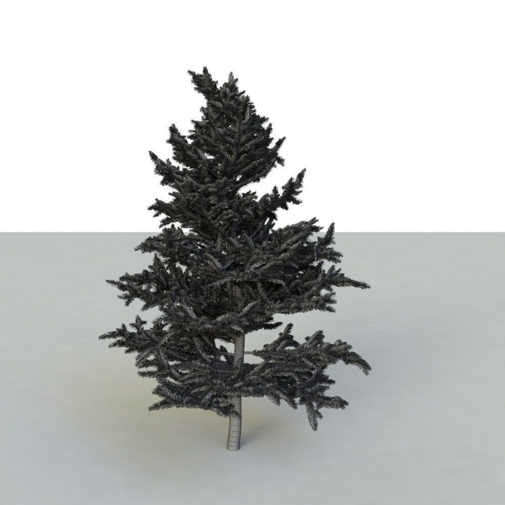 spruce tree 2 3D model_61