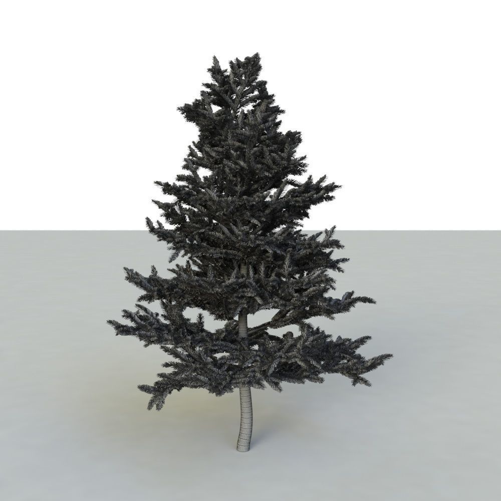 spruce tree 2 3D model_93