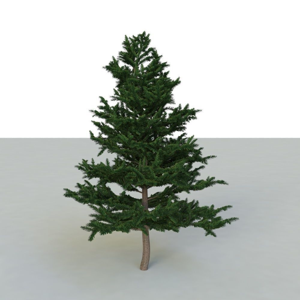 spruce tree 2 3D model_50