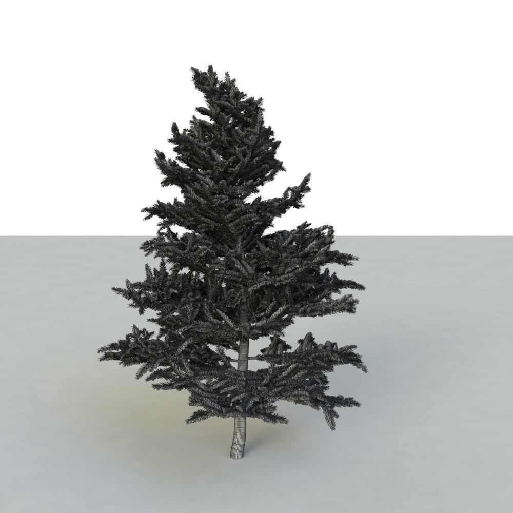 spruce tree 2 3D model_56