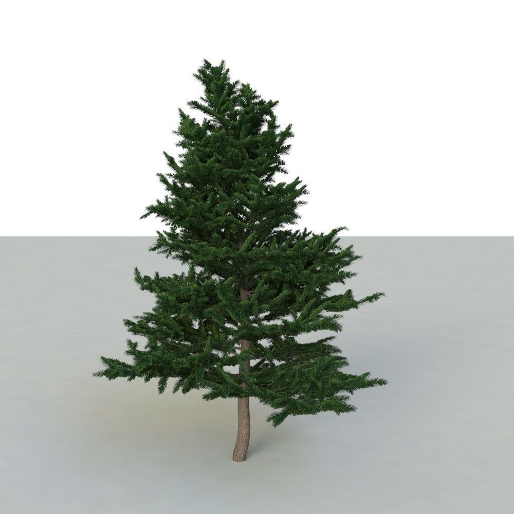 spruce tree 2 3D model_6