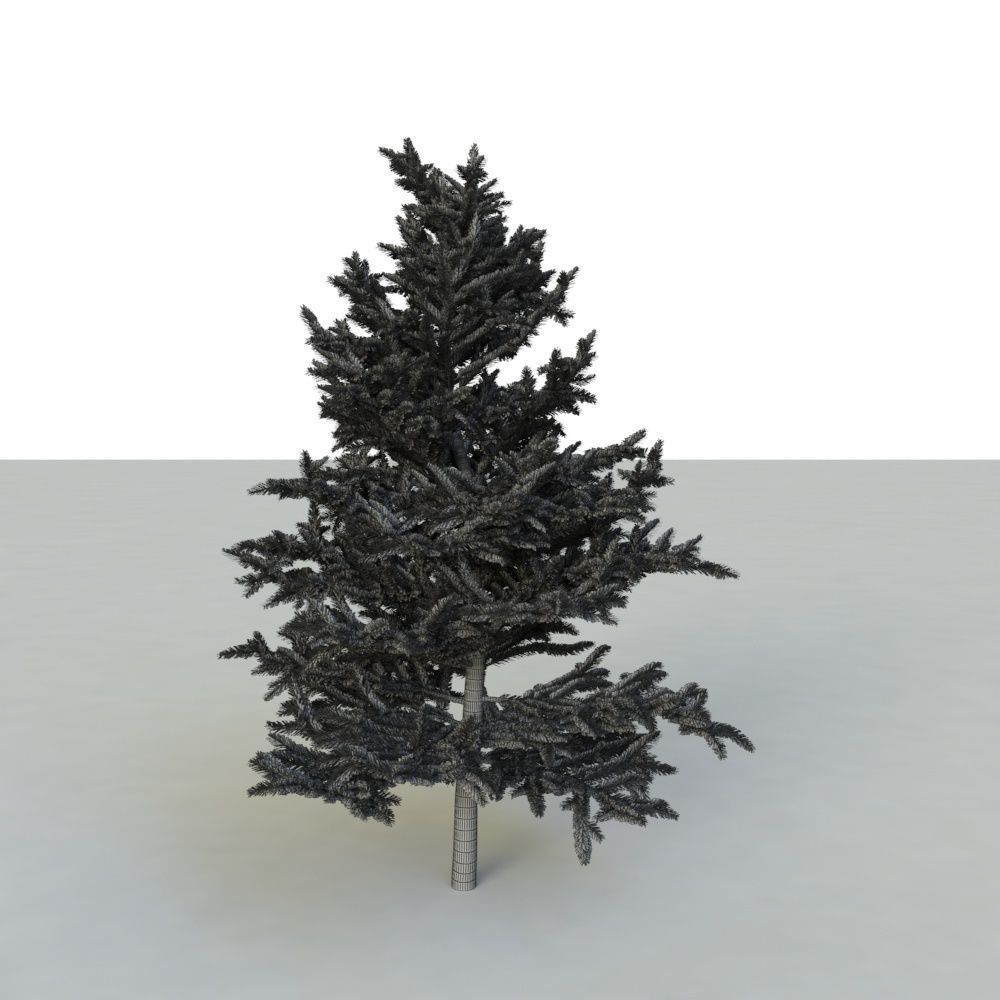 spruce tree 2 3D model_59