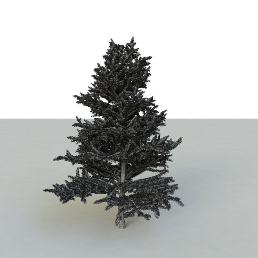 spruce tree 2 3D model_66