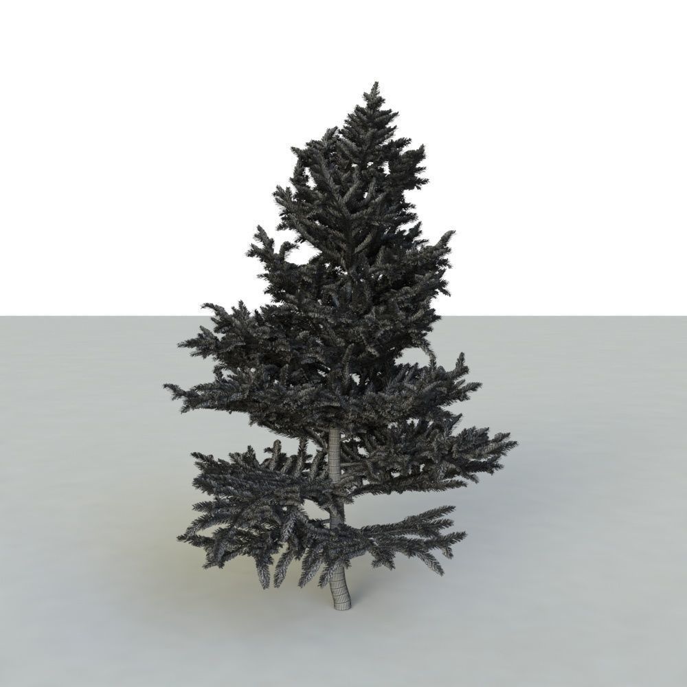 spruce tree 2 3D model_77