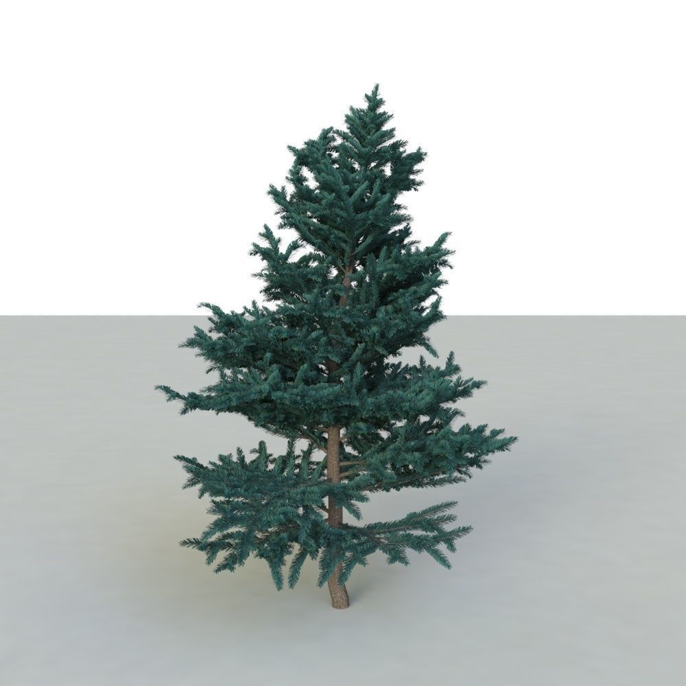 spruce tree 2 3D model_28
