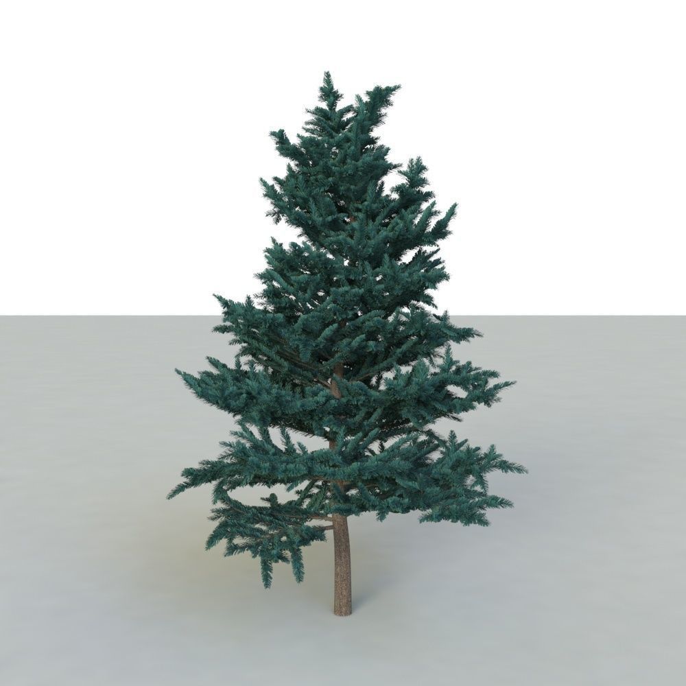 spruce tree 2 3D model_39
