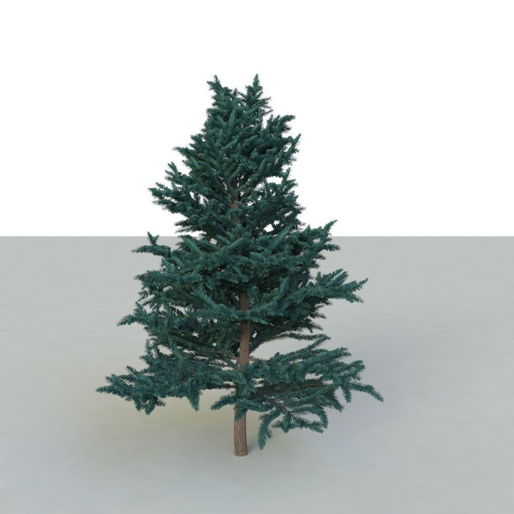 spruce tree 2 3D model_17