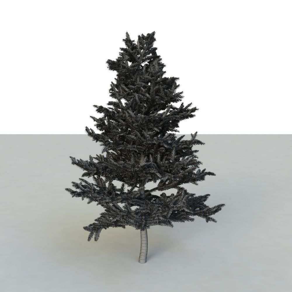 spruce tree 2 3D model_92