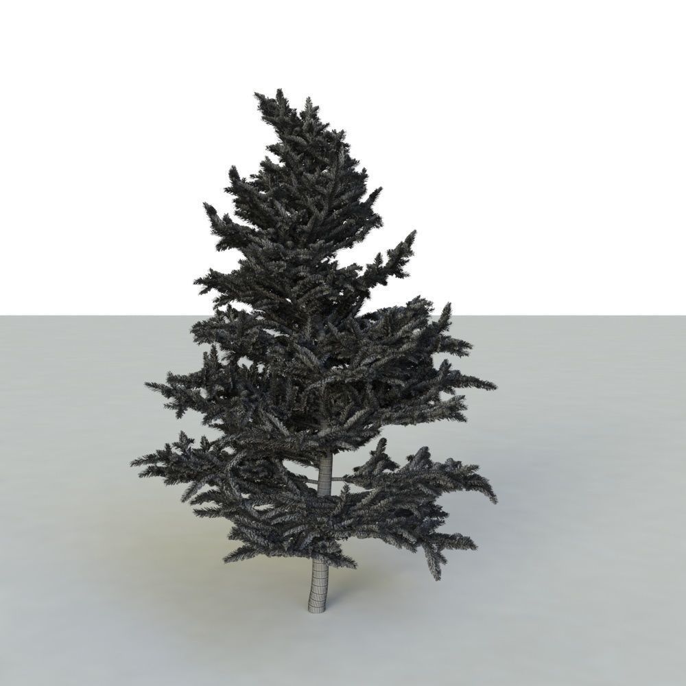 spruce tree 2 3D model_60