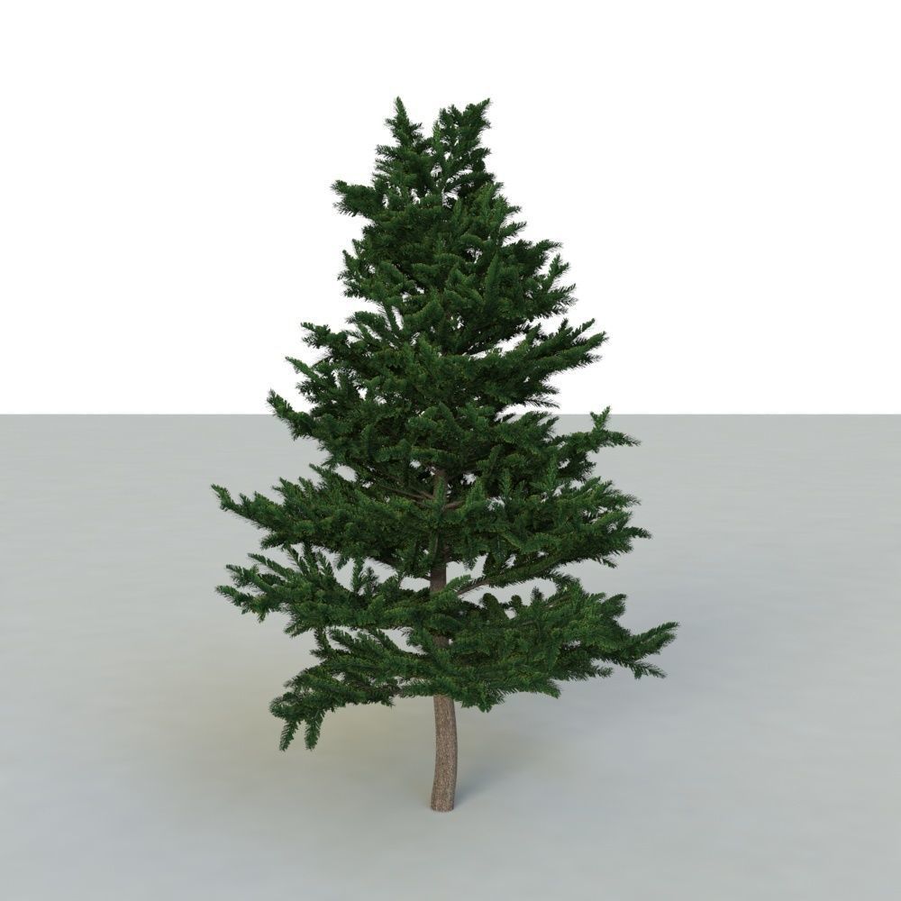 spruce tree 2 3D model_45