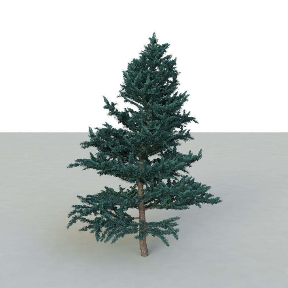 spruce tree 2 3D model_32