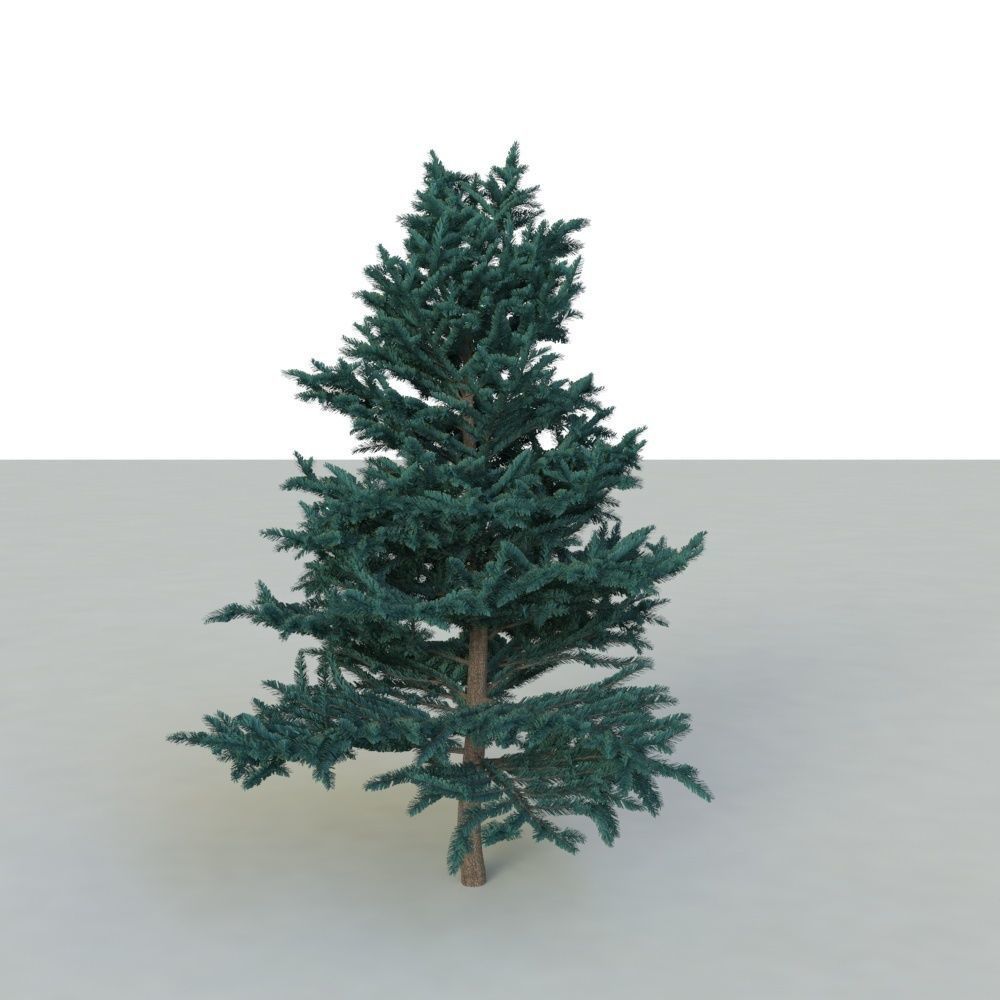 spruce tree 2 3D model_19