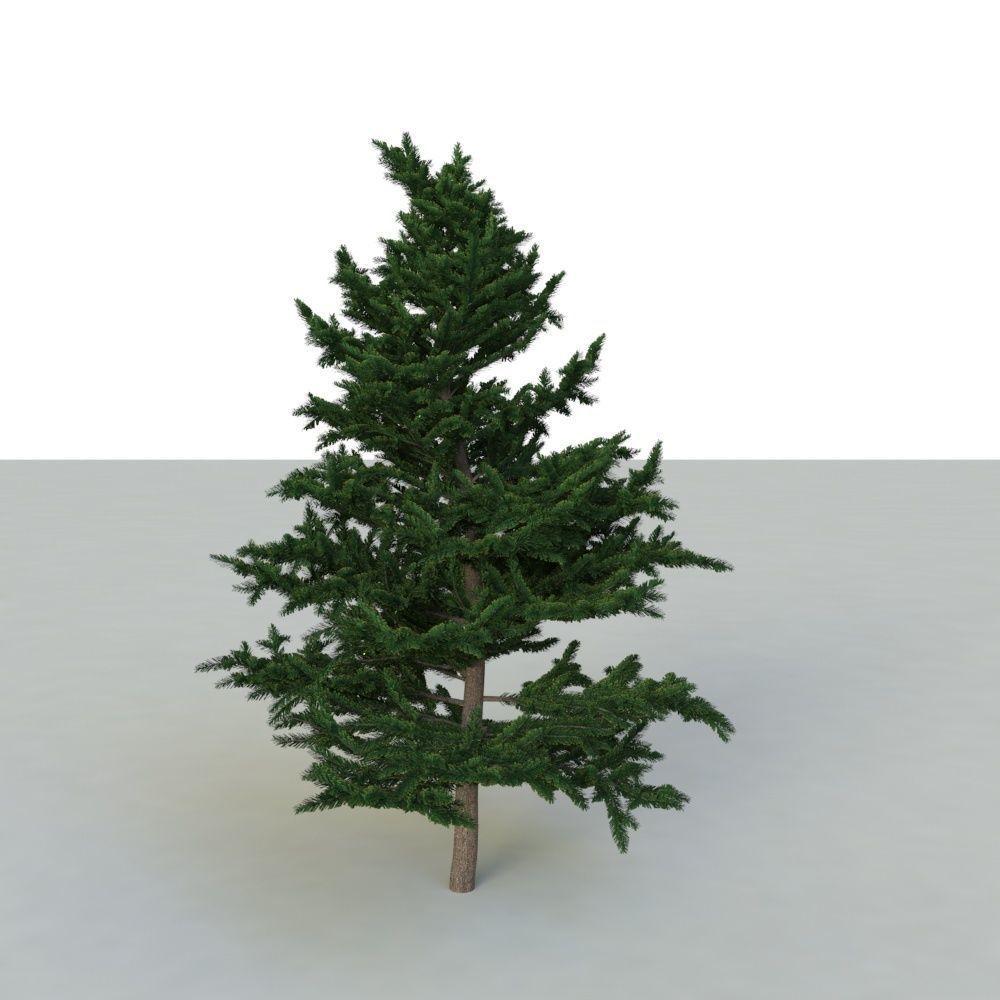 spruce tree 2 3D model_11