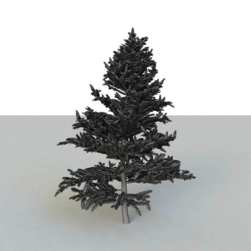 spruce tree 2 3D model_78