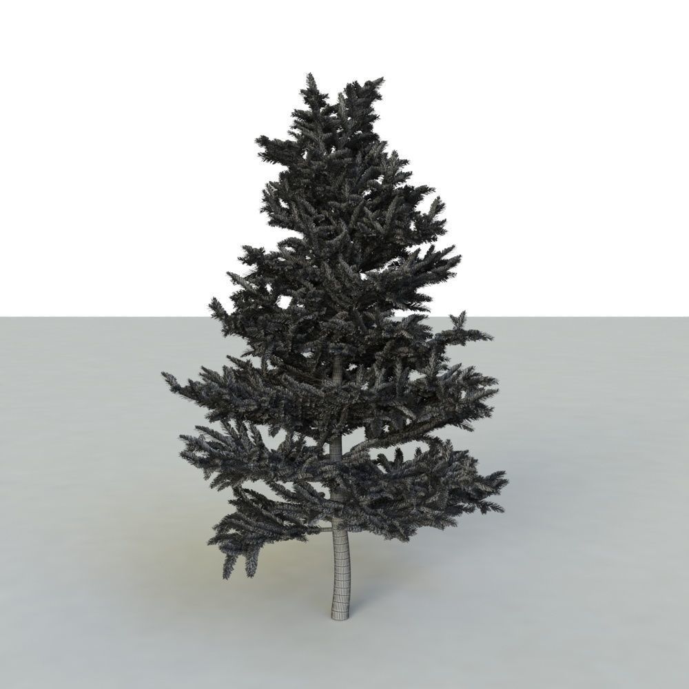 spruce tree 2 3D model_90