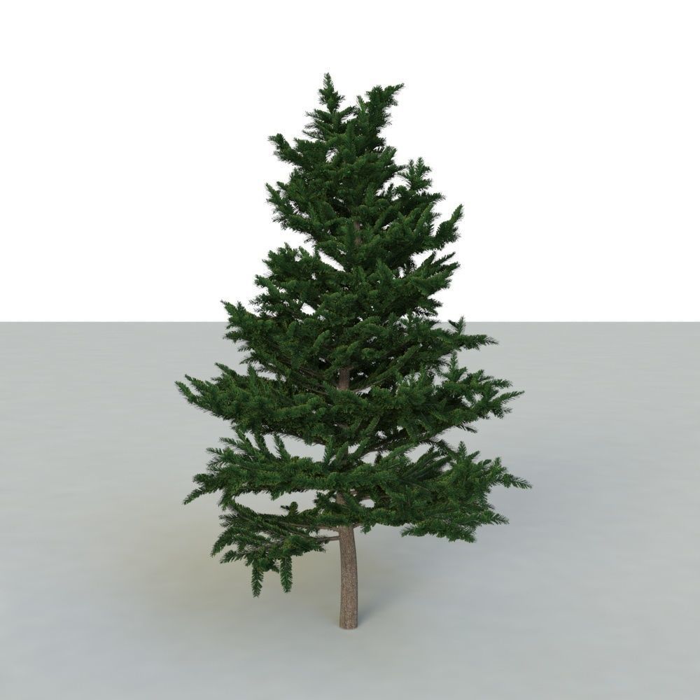 spruce tree 2 3D model_41