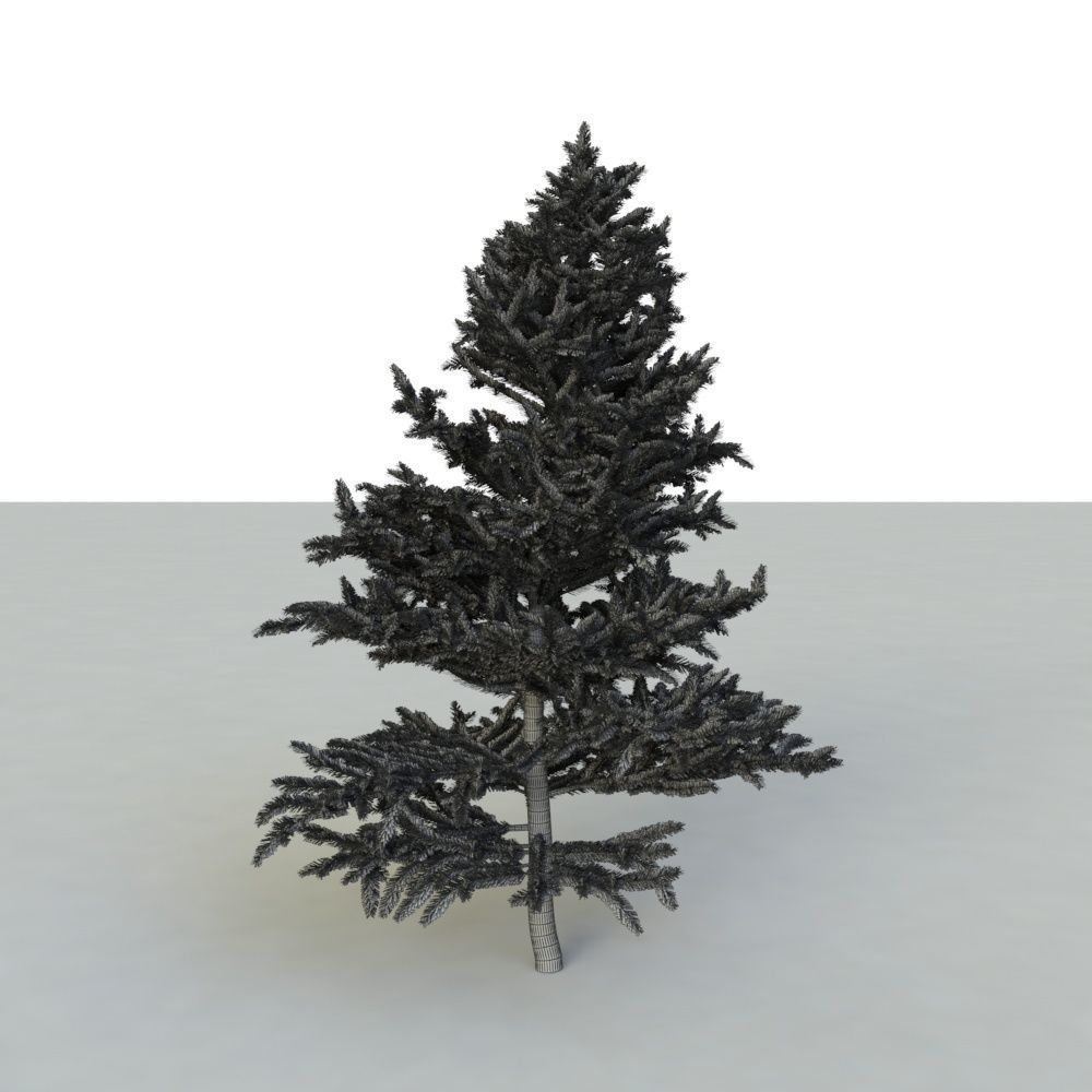 spruce tree 2 3D model_80