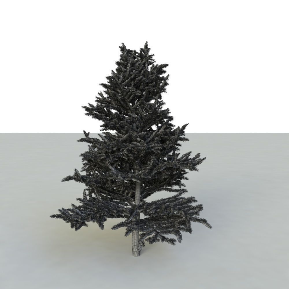 spruce tree 2 3D model_65