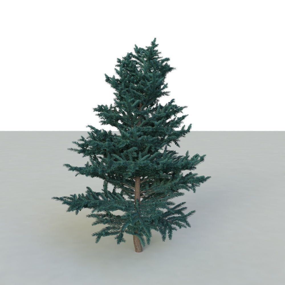spruce tree 2 3D model_24