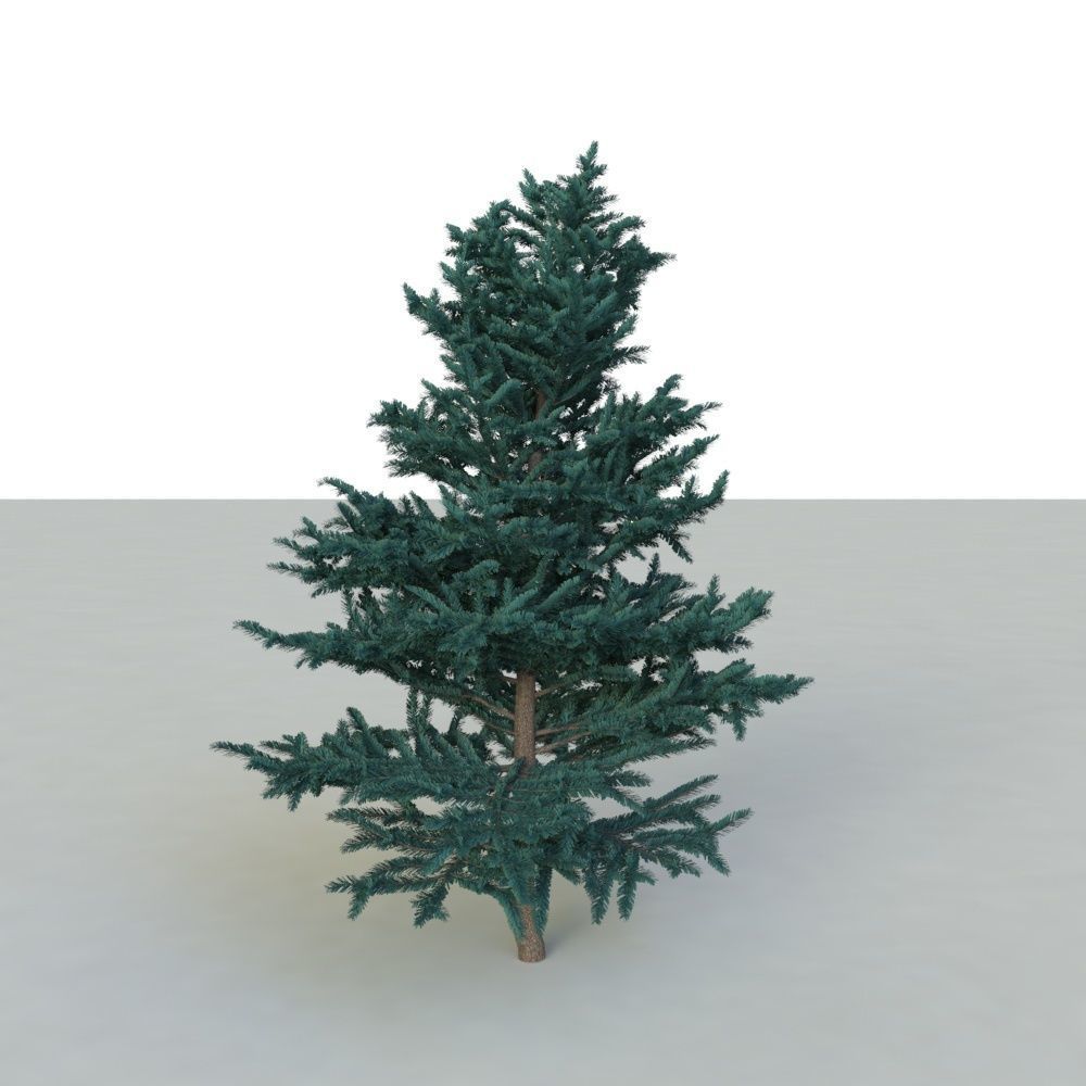 spruce tree 2 3D model_25