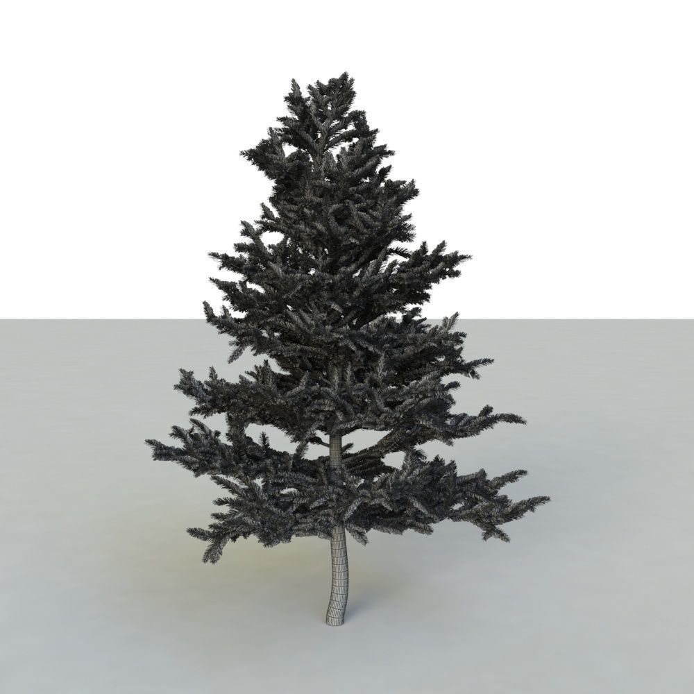 spruce tree 2 3D model_96