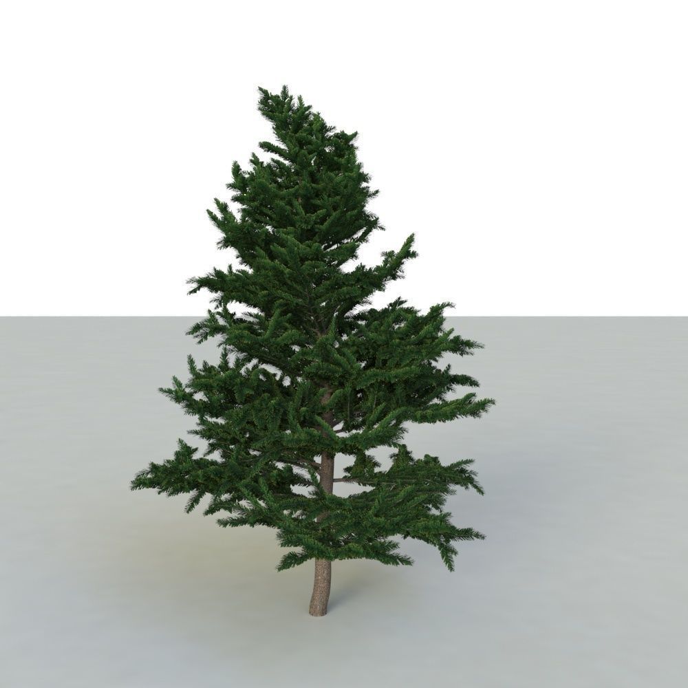 spruce tree 2 3D model_9