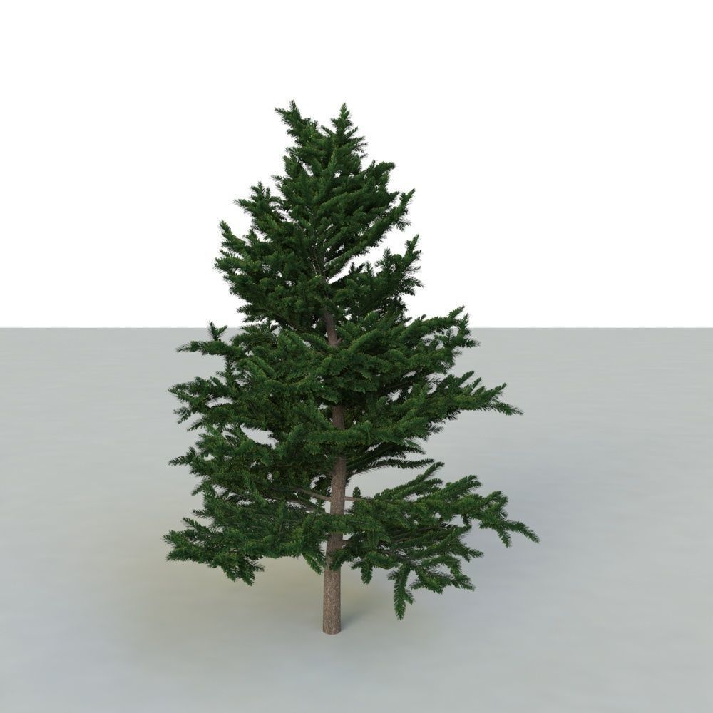 spruce tree 2 3D model_14
