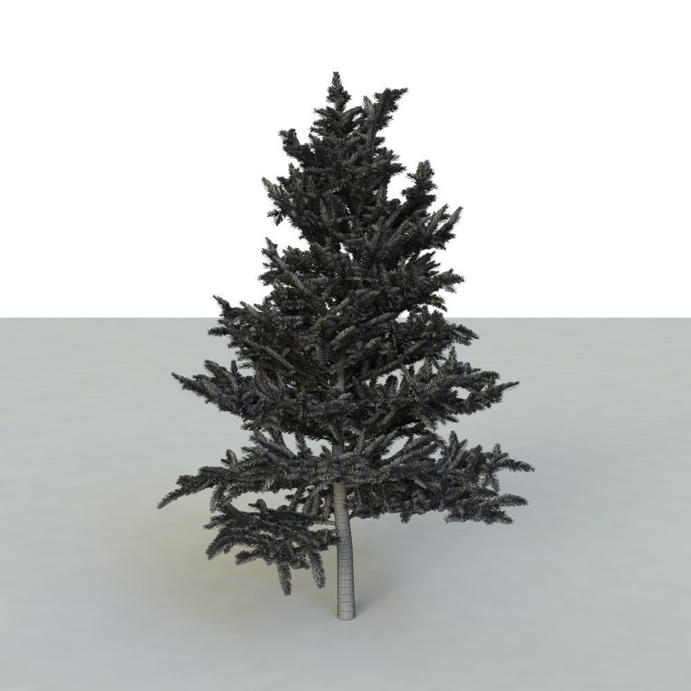 spruce tree 2 3D model_83