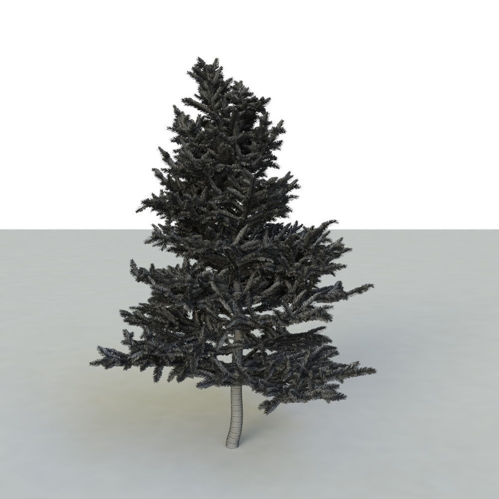 spruce tree 2 3D model_53