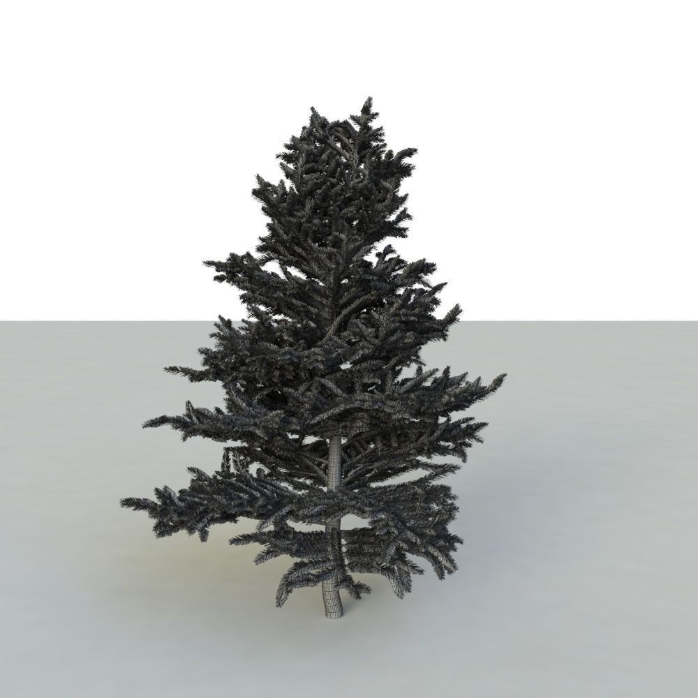 spruce tree 2 3D model_68