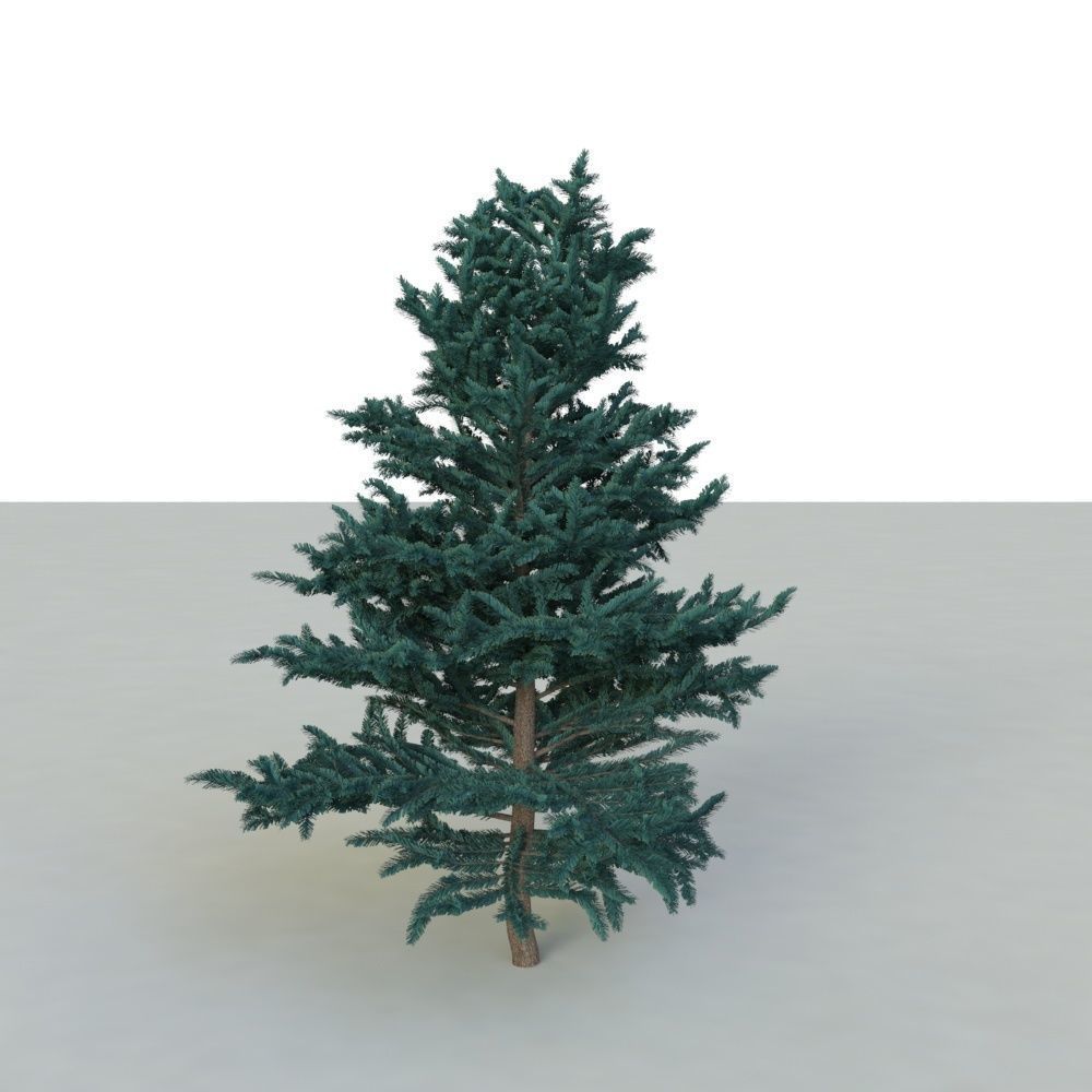 spruce tree 2 3D model_22
