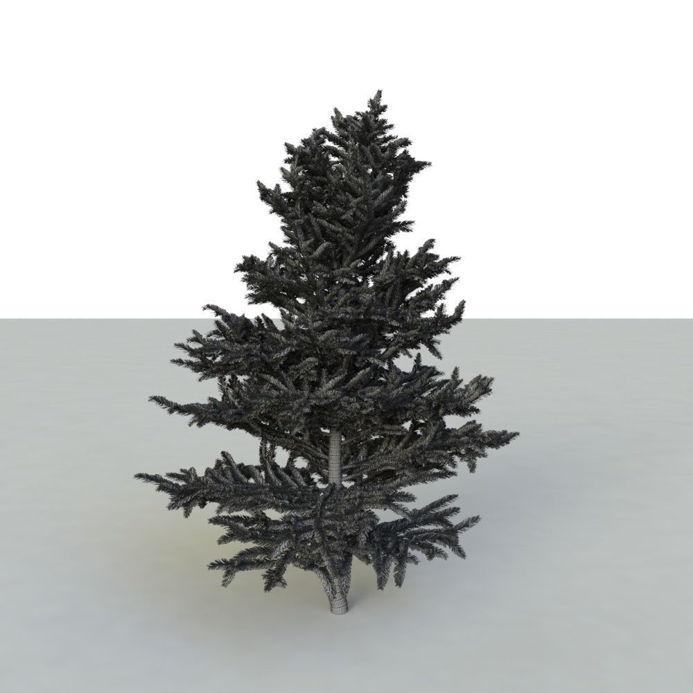 spruce tree 2 3D model_72