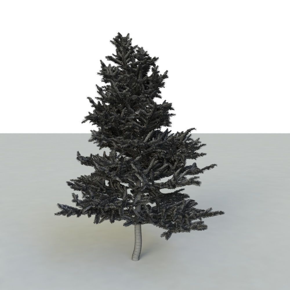 spruce tree 2 3D model_52