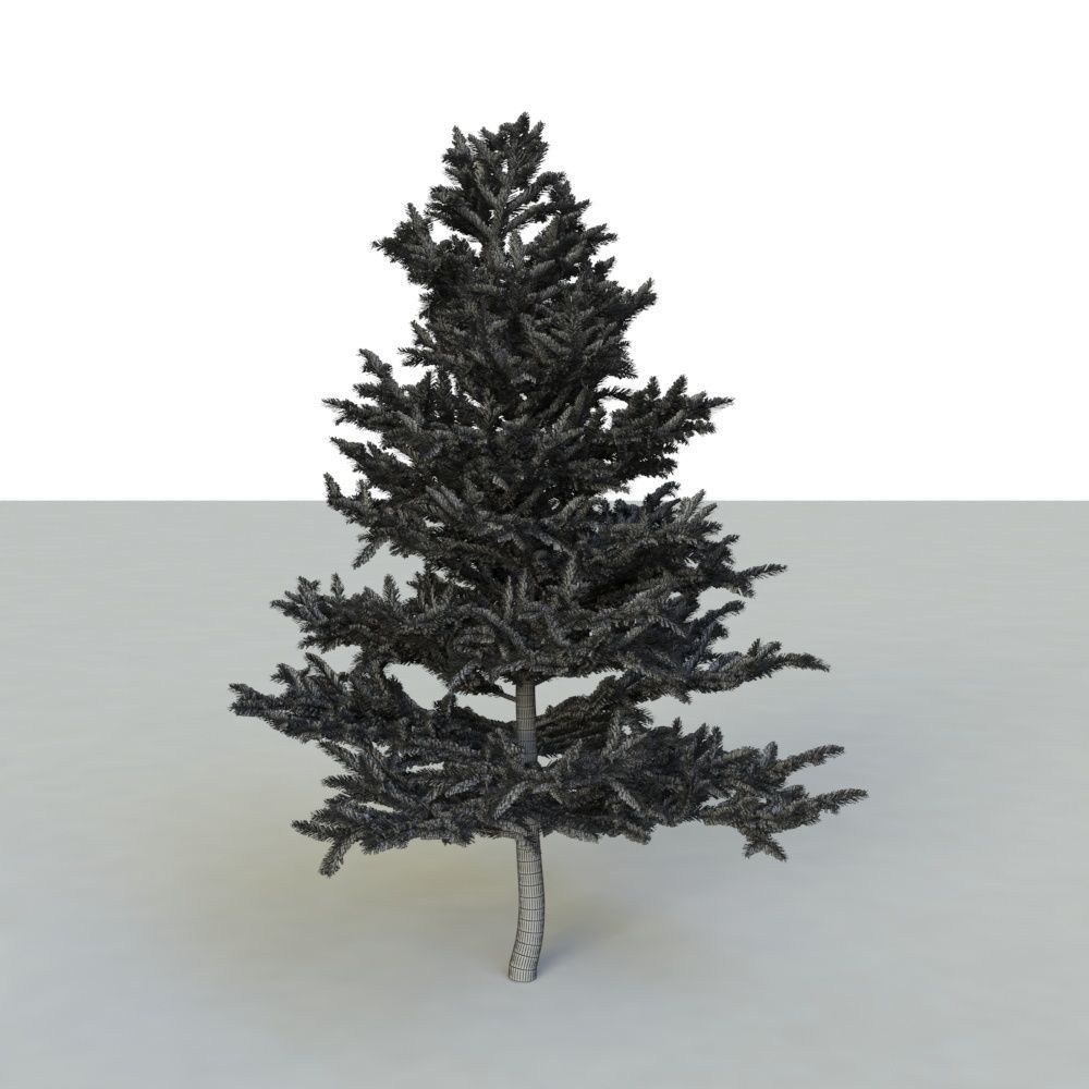 spruce tree 2 3D model_97