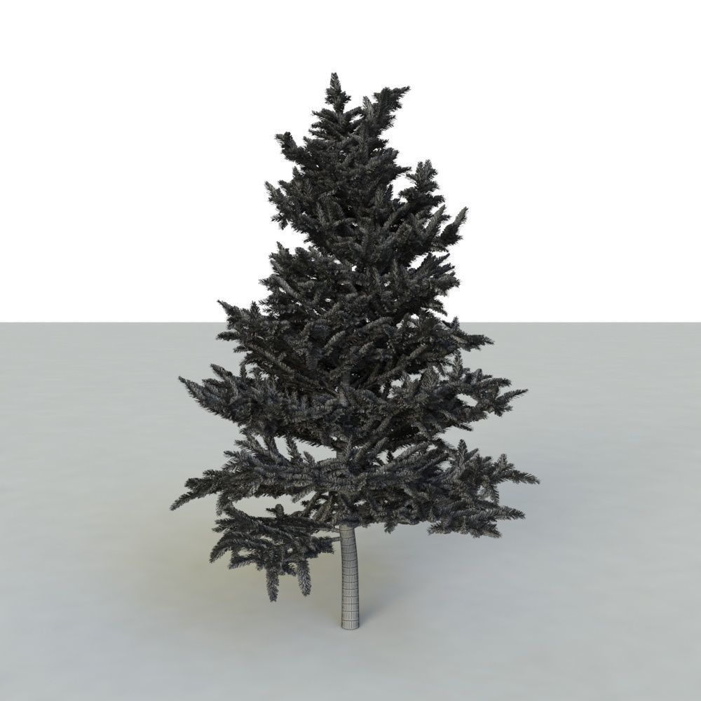 spruce tree 2 3D model_88