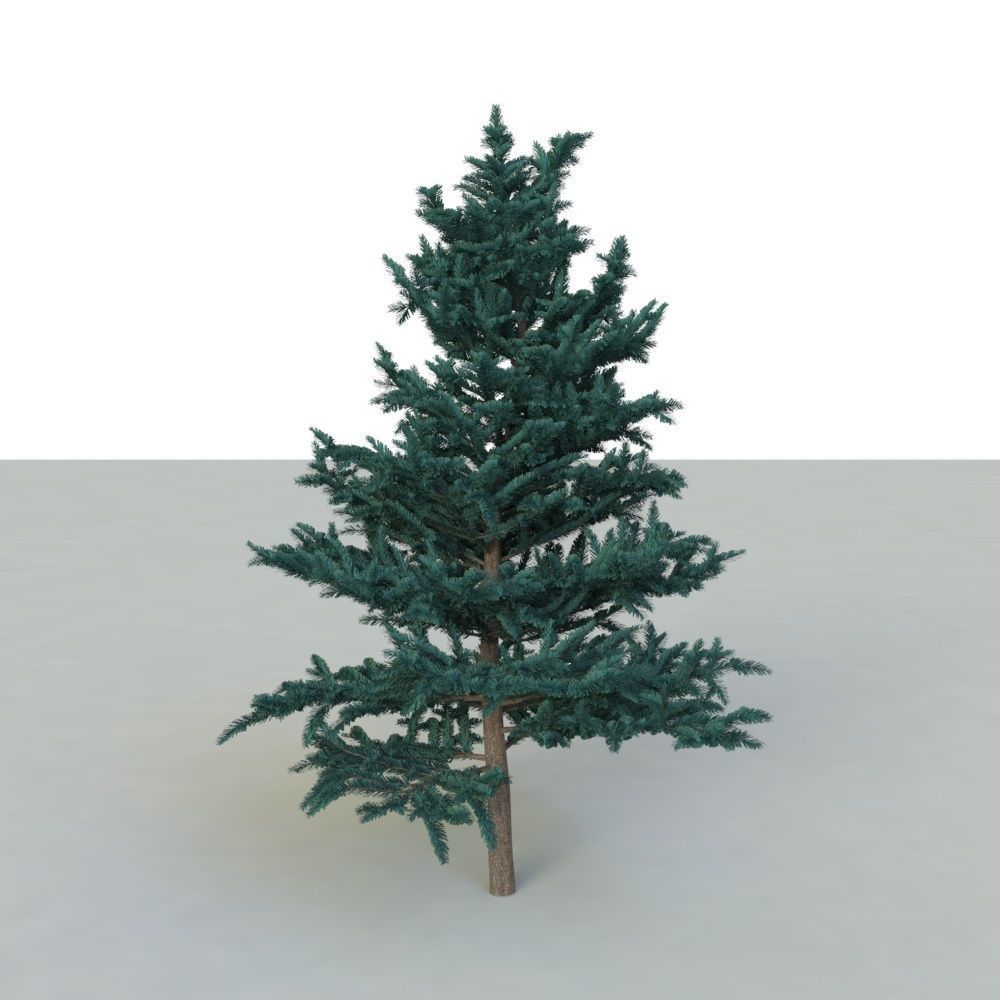 spruce tree 2 3D model_36