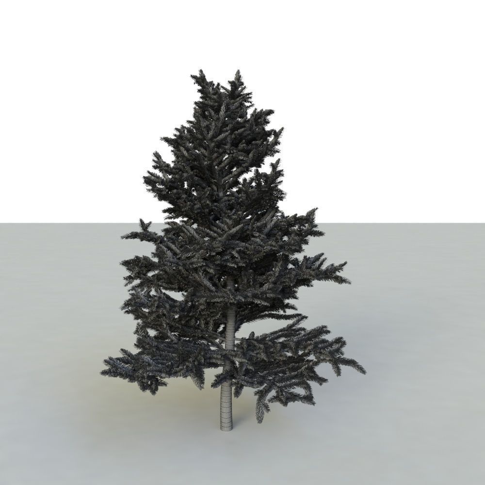 spruce tree 2 3D model_64